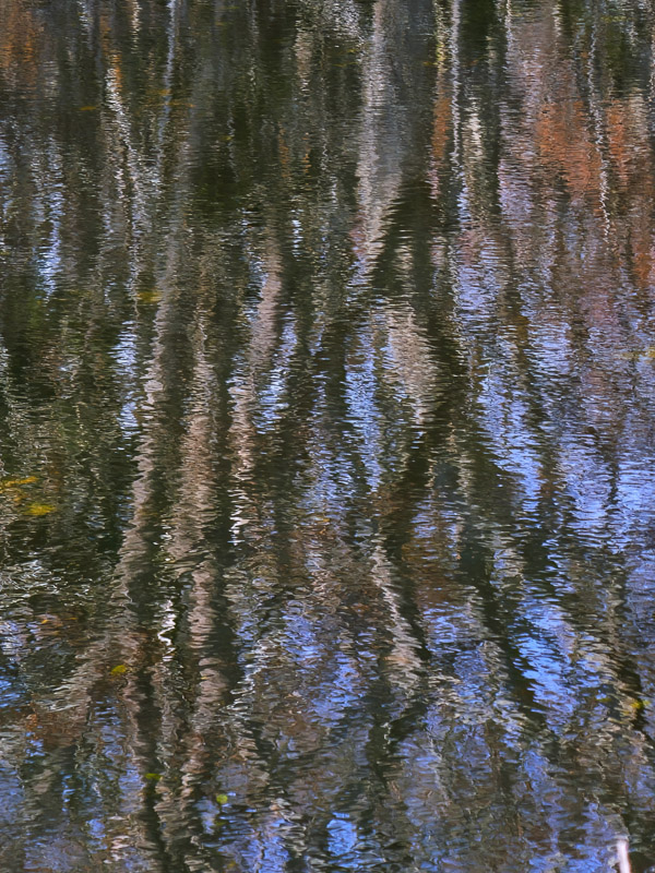 Sturdy Tree Reflection on Pond