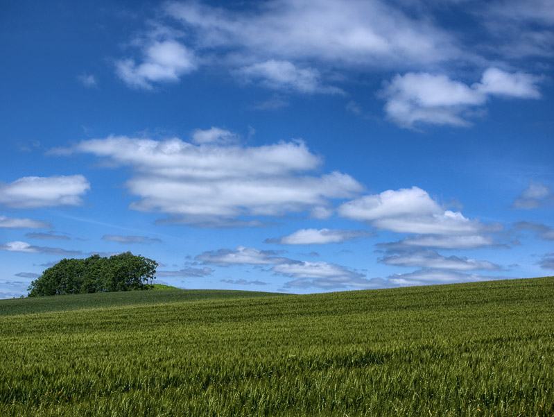 Summer Barley Field and Sky