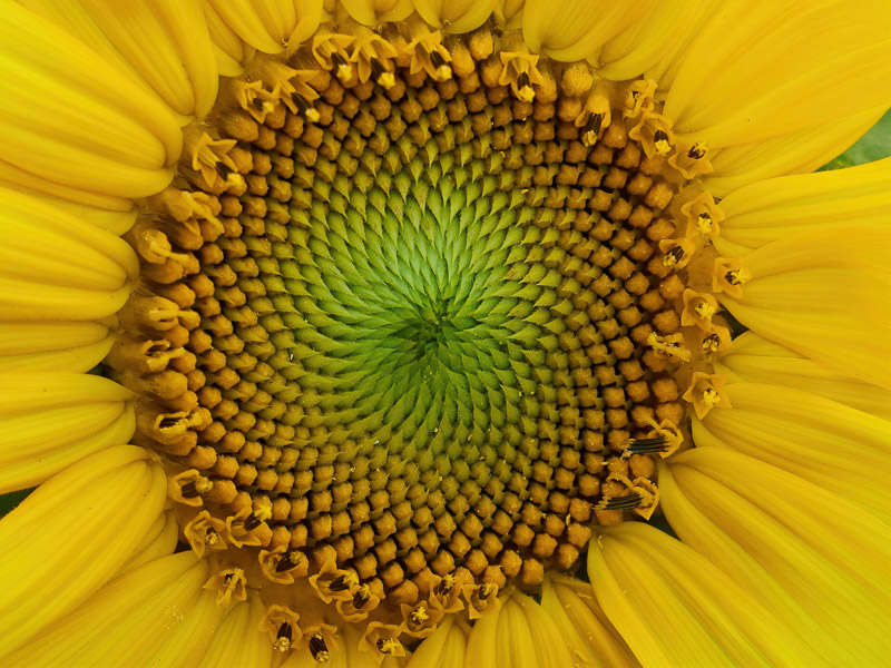 Sunflower Core Array