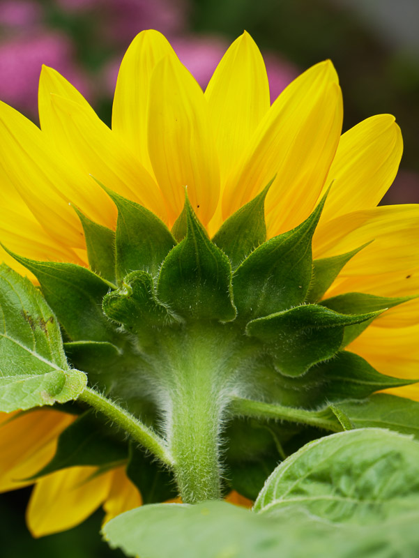 Sunflower Nape of the Neck