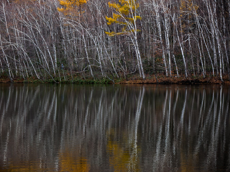 Symmetry of Reflected Birches