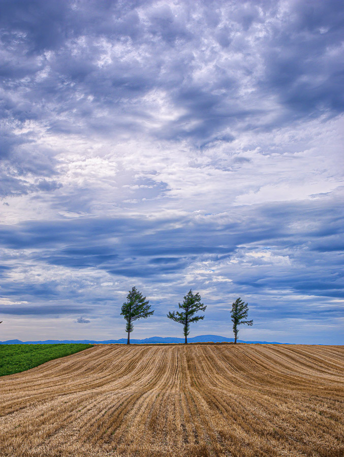 Three Trees on Top of the Field
