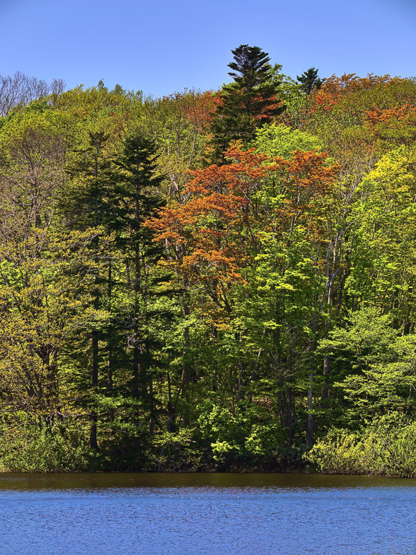 Tinted Spring Leaves Grove