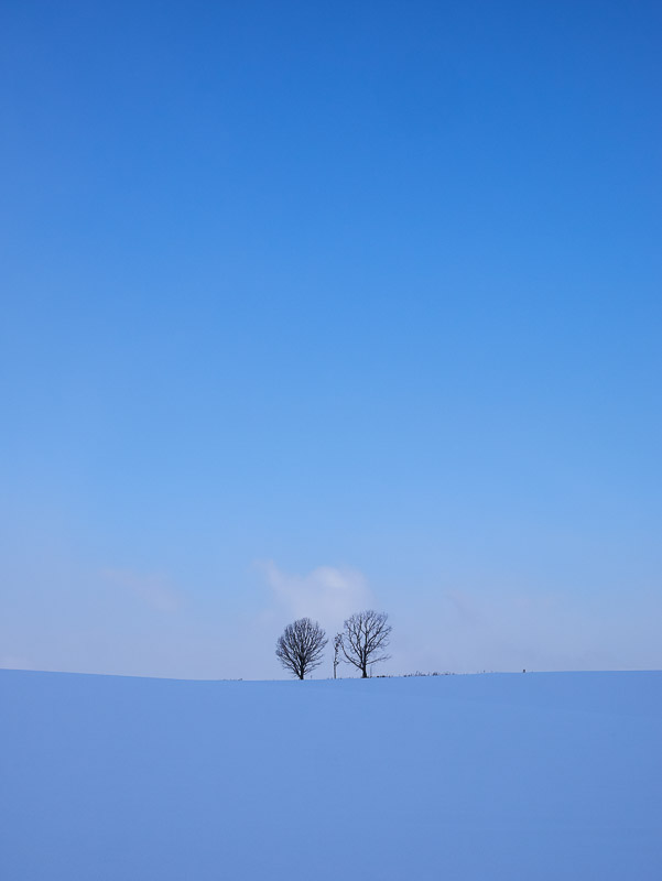 Tiny Family Trees under Winter Sky