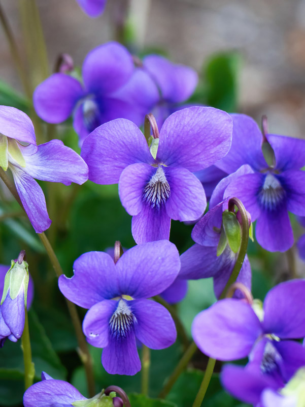 Tiny Violet Violets