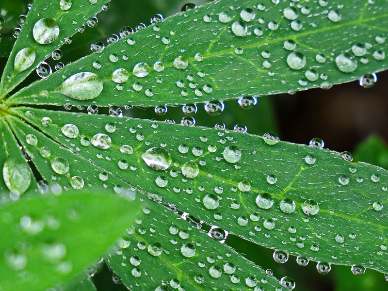 Too Many Waterdrops on the Morning Leaf