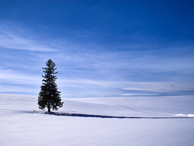 Tree of Xmas in Snow World