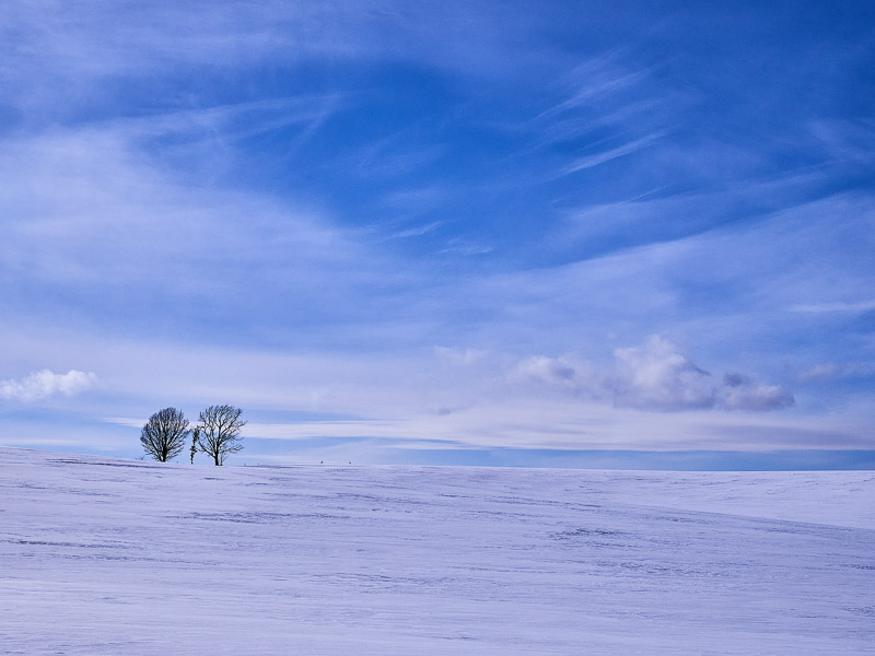 Trees Between the Blue and White Space