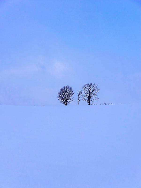 Trees Floating in Blue