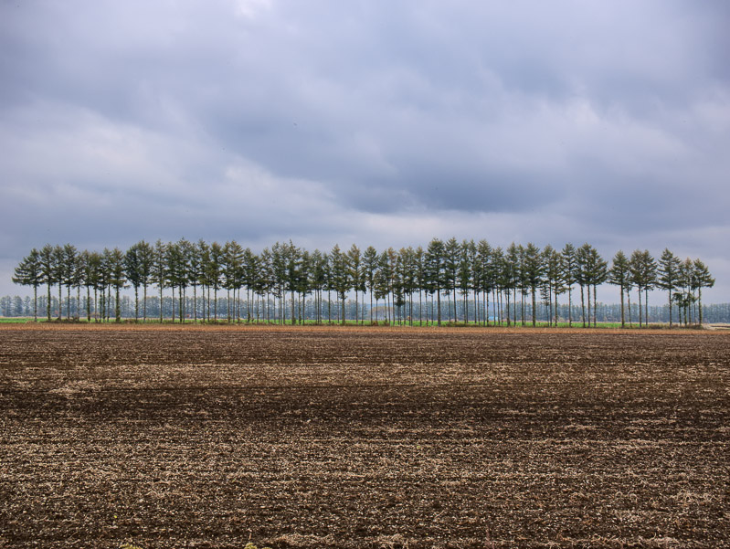 Trees in After-harvest Field