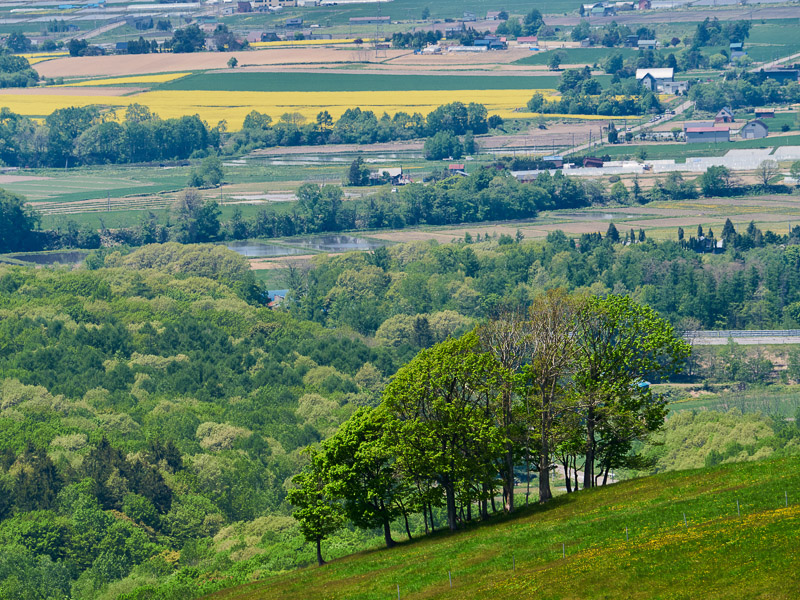 Trees in Front of Spring Field