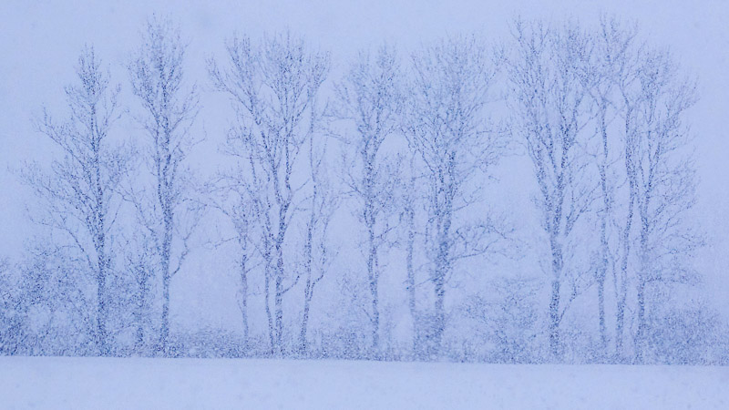 Trees in Heavy Snowfall