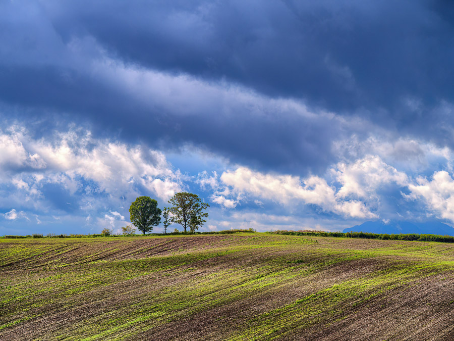 Trees of Family Under the Dark Sky