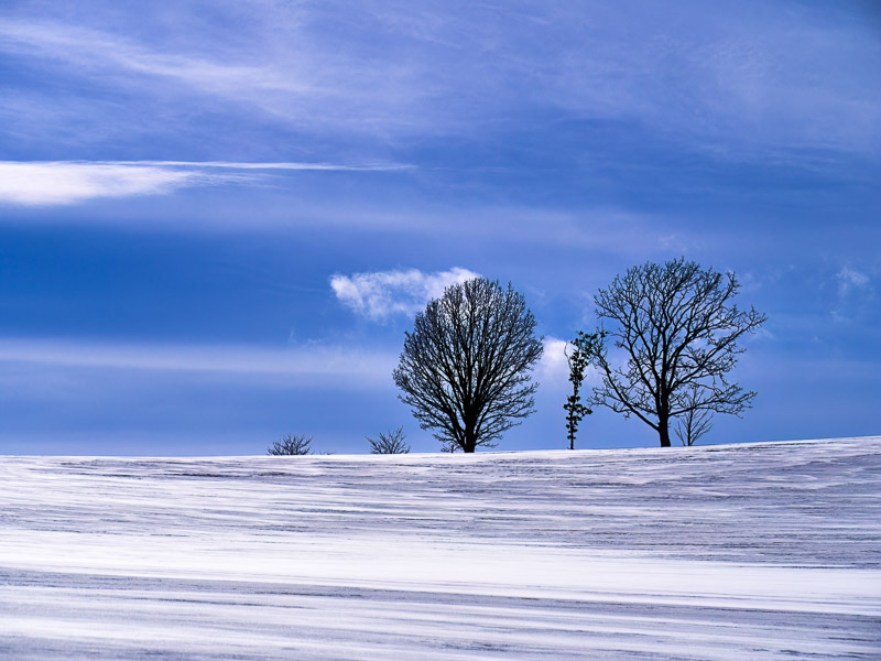 Trees of Family on Shining Snow Field