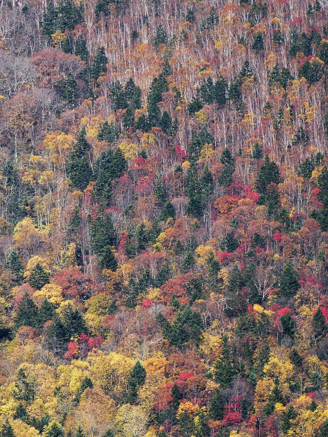 Trees of Various Fall Colors