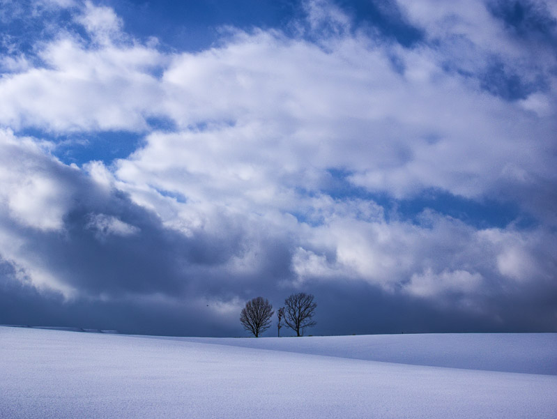 Trees of a Family on Snow