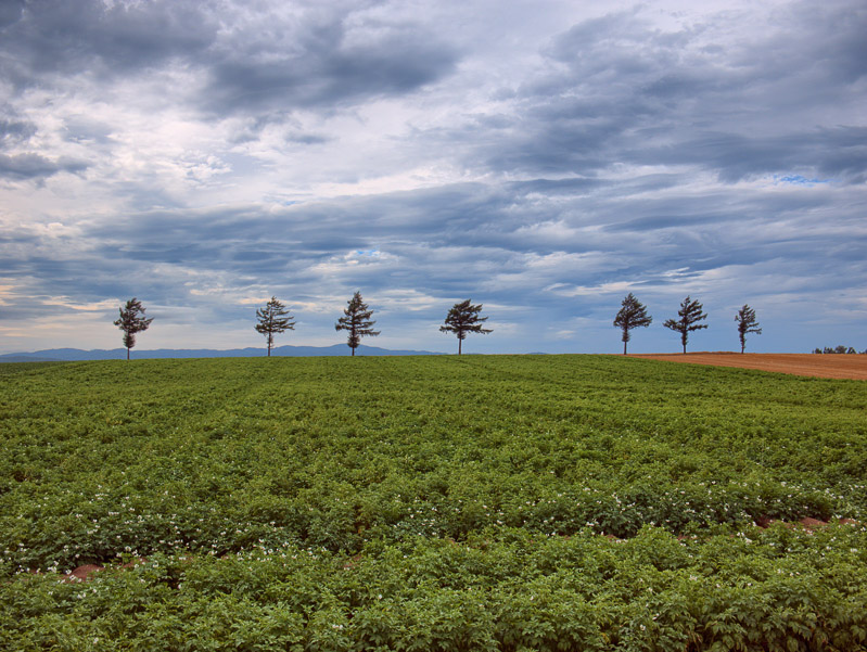 Trees under Clouded Sky