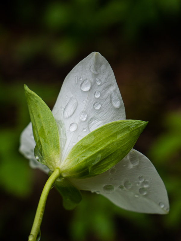 Trillium with Waterdrops