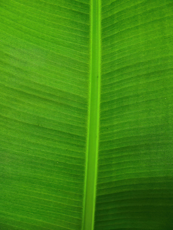 Tropical Leaf Texture