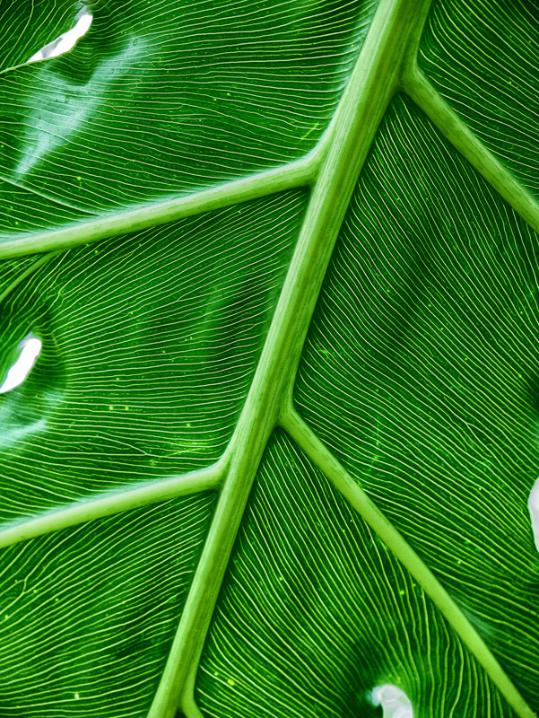 Tropical Leaf Veins and Texture