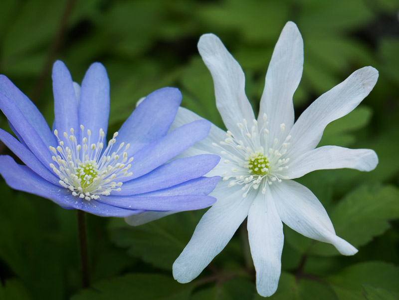 Two-colored Anemone Ichige