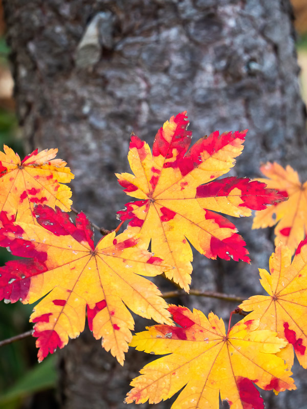 Two-colored Maple Leaves