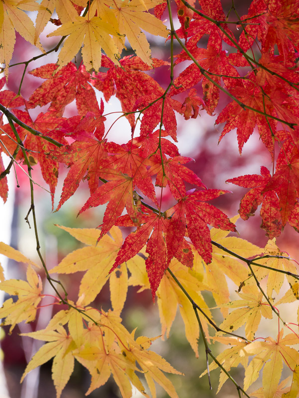 Two-colored Momiji Leaves