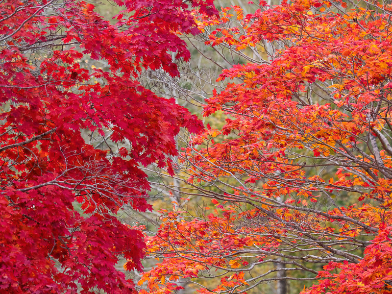 Two-toned Fall Reds