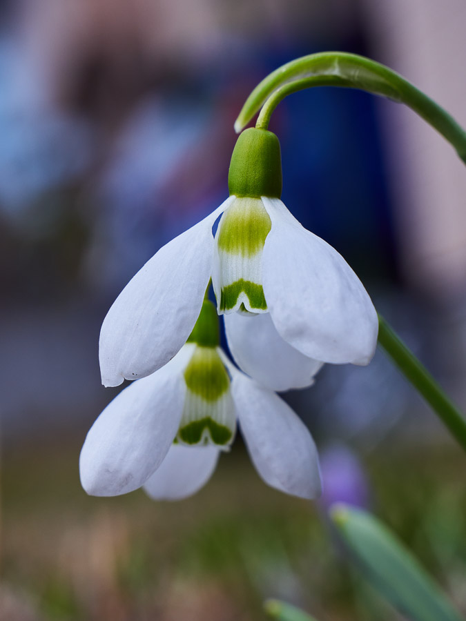 Two Snowdrops Alongside