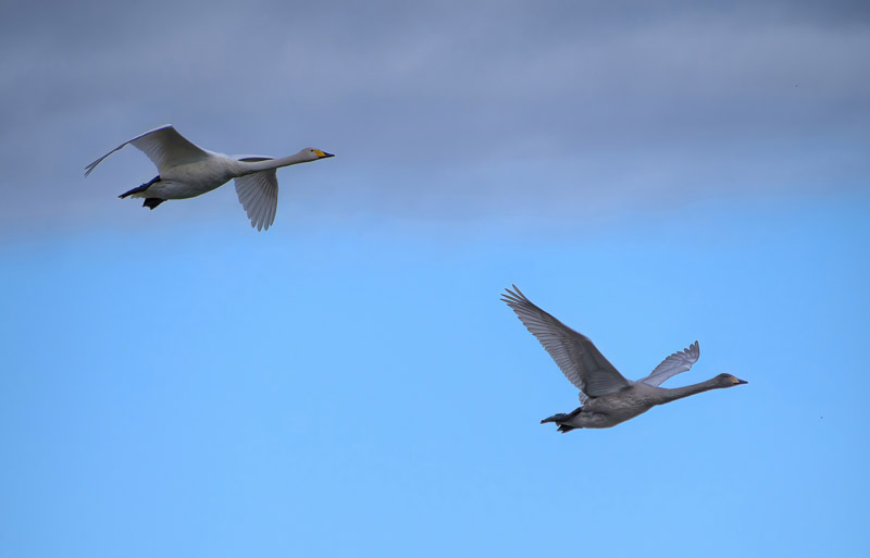 Two Swans Flying Under Dark Sky