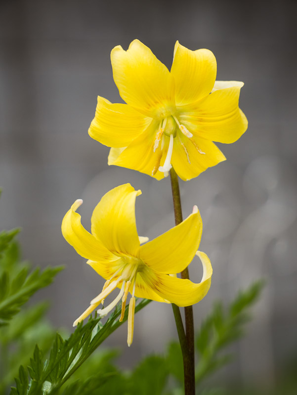 Two Yellow Fawn Lilies