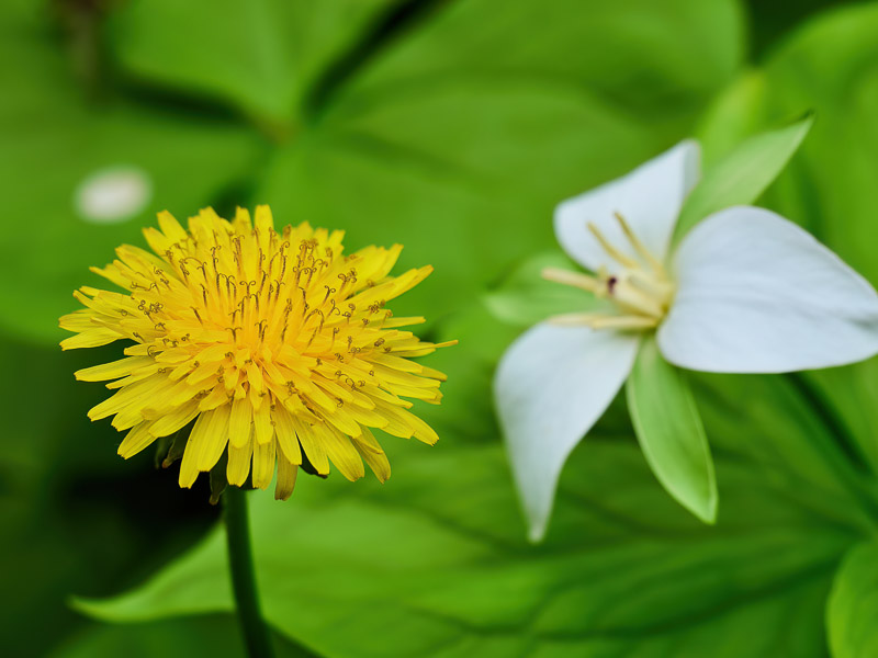 Unmatched Pair of Spring Flower