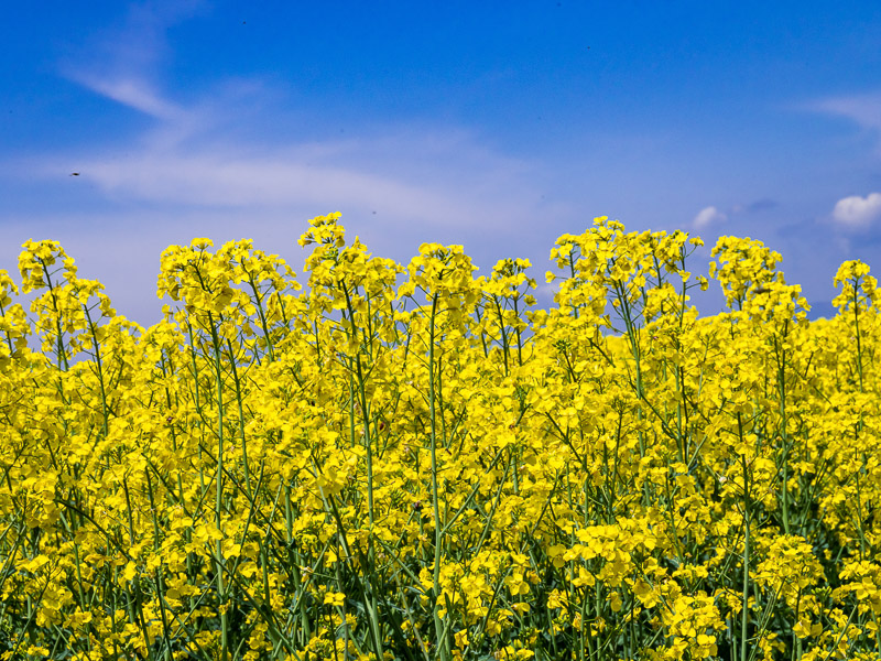 Upright Standing Rape Blossoms