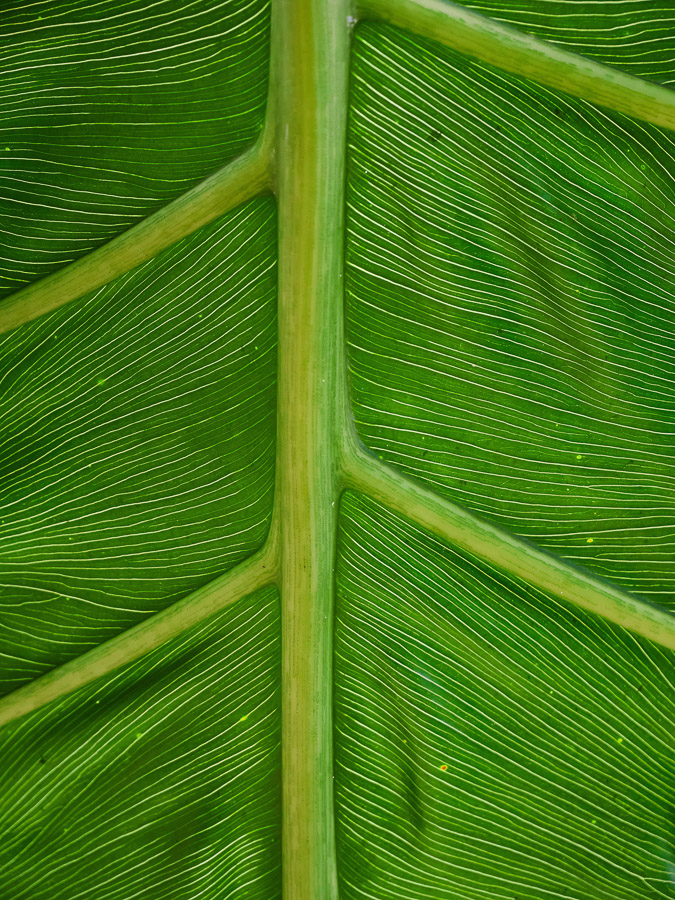 Vein Pattern of Tropical Leaf