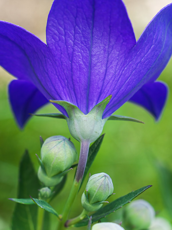 Violet Baloon flower Backstyle