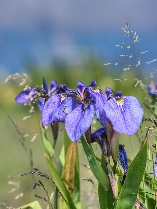 Violet Iris at the Seaside Field