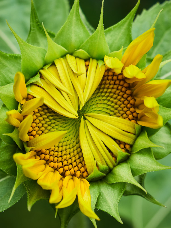 Vital Sunflower Blooming