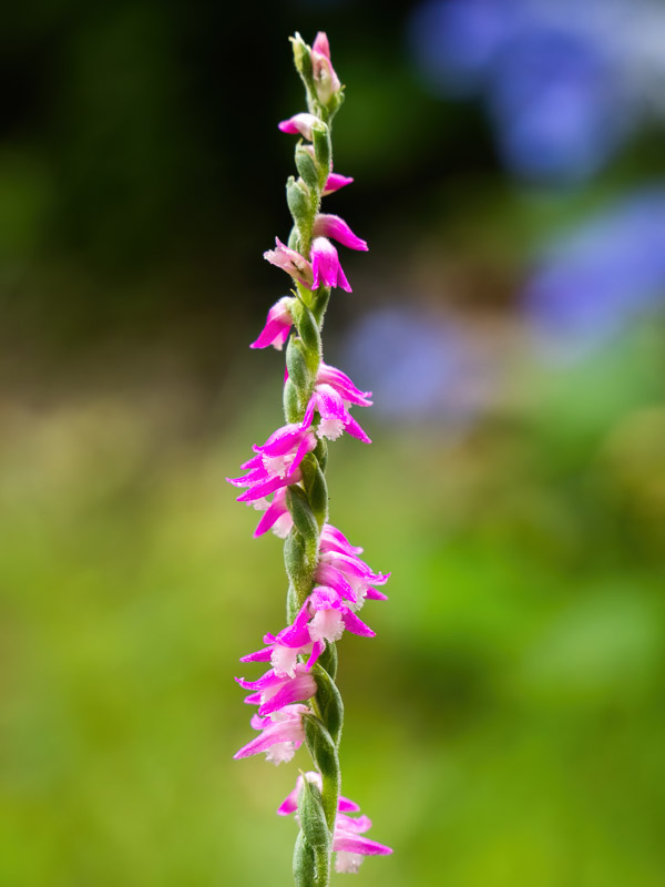 Vivid Pink Screw Flower