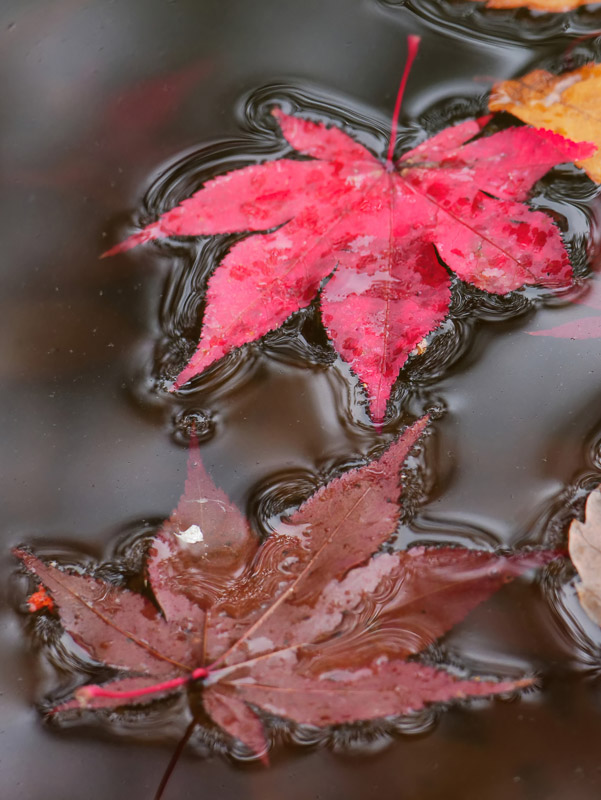 Water-fringed Fallen Leaves