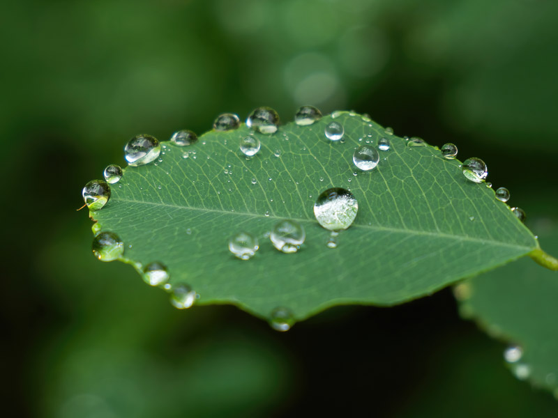 Waterdroplets on Bush Clover Leaf Edge