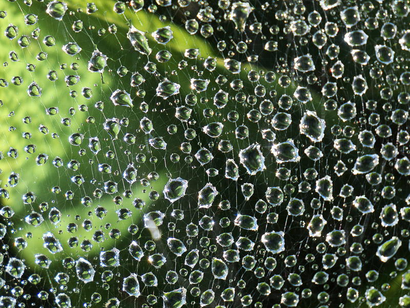 Waterdrops Caught on Cobweb