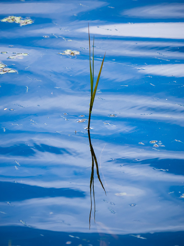 Waterweed in Drifting Wave of Sky