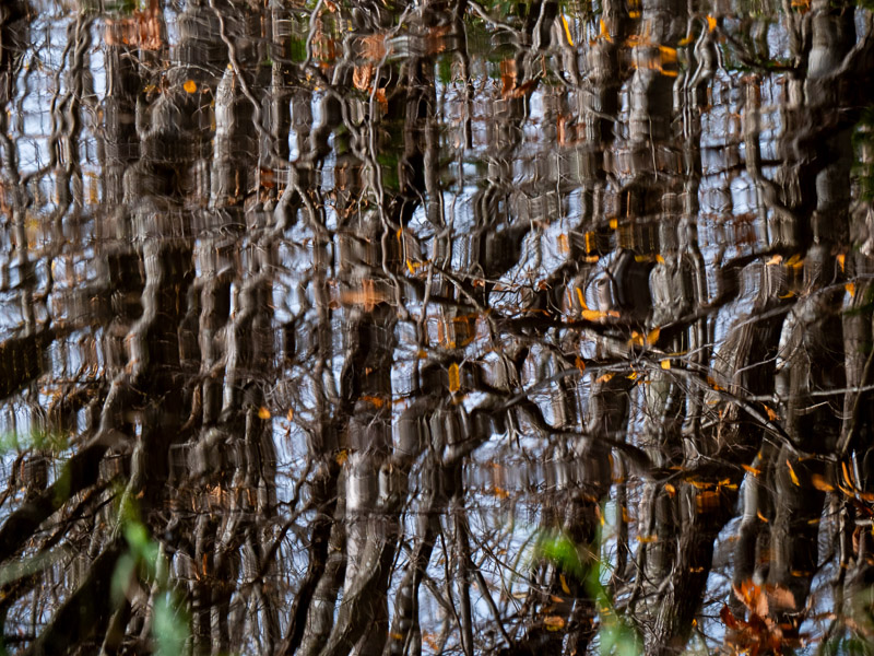 Wavy Tree Reflection on Water