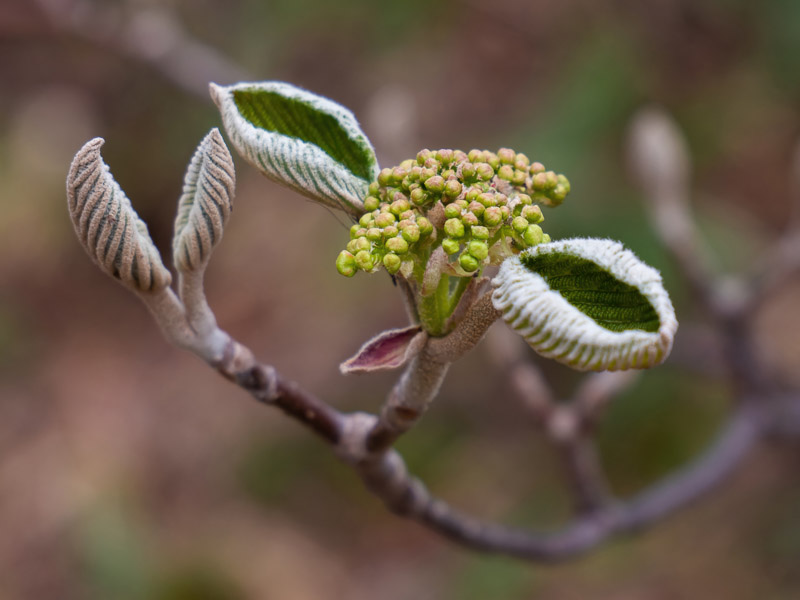 Weird Claw Budding