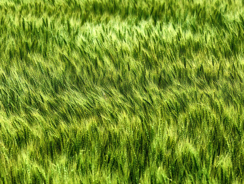 Wheat-ears Blown by Wind Wave