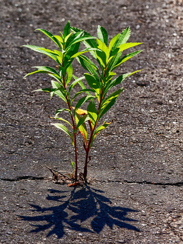 Wild Weed Out Of Asphalt Road