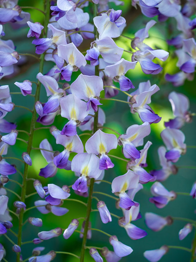Wisteria Violet in Shade