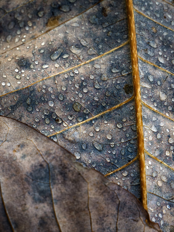 Withered Leaf with Waterdrops