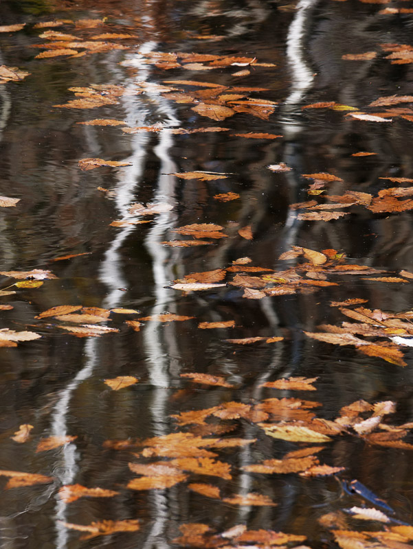 Withered Leaves Fallen on Water Reflection