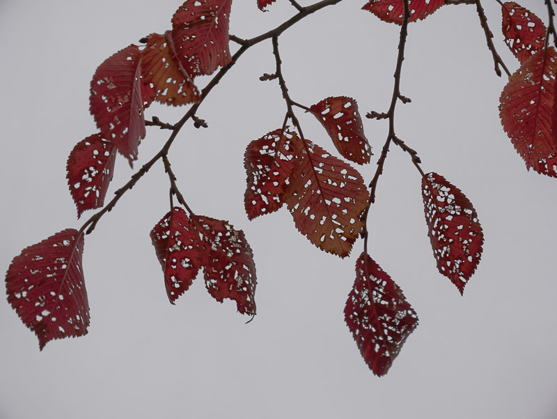 Withered Leaves Full of Holes